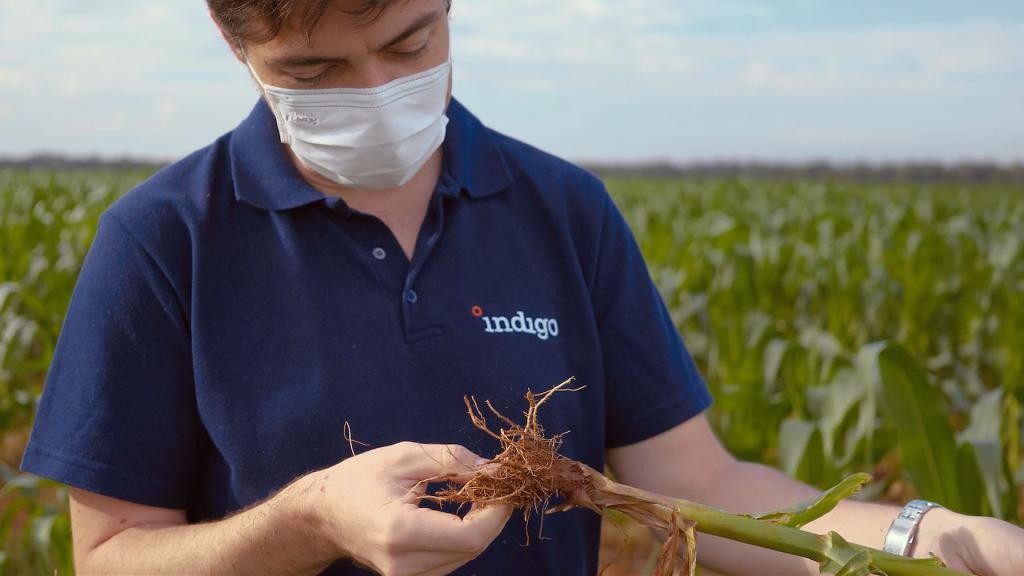 Microrganismos como o Bacillus simplex auxiliam as plantas a fazerem uso eficiente da água, resultando em mais rentabilidade e produtividade mesmo em condições adversas, como a falta de chuvas. Foto: divulgação