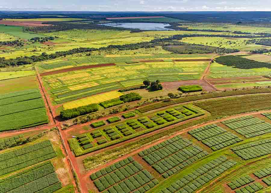 O consórcio cana-milho é uma visão inovadora e alia sustentabilidade à produção. Foto: Fabiano Bastos / divulgação