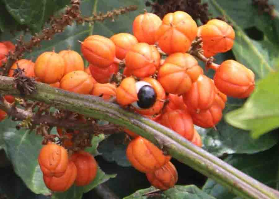 A alta produtividade da nova cultivar foi comprovada nas avaliações realizadas nos campos experimentais - Foto: Lucio Cavalcanti