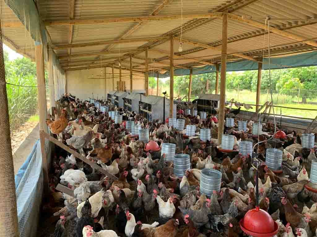 O galpão foi construído para abrigar cerca de 1,5 mil galinhas da linhagem GLC de postura, que produzem de 1,1 a 1,2 mil ovos especiais por dia, nas cores azul, creme e vermelho. Foto: divulgação.