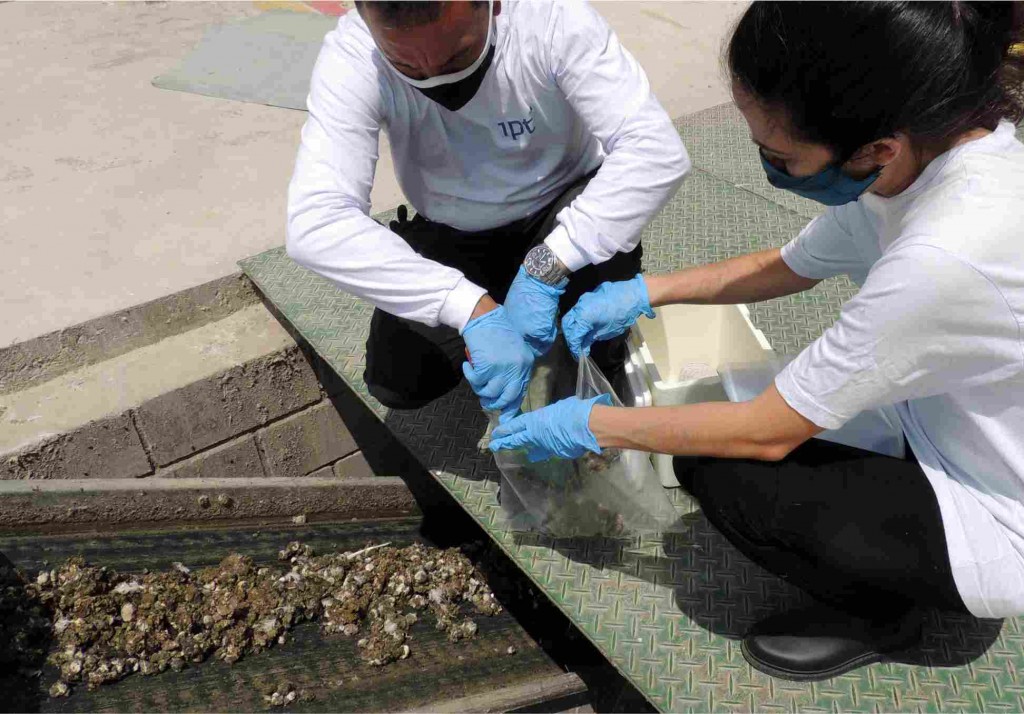 O projeto de remediação de solos contaminados com esterco de aves, utiliza a técnica de biorremediação já utilizada para degradar compostos de hidrocarbonetos de petróleo. Foto: divulgação.