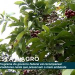 MMA lança Floresta+ Agro para incentivar produtores rurais na proteção de reservas e APPs