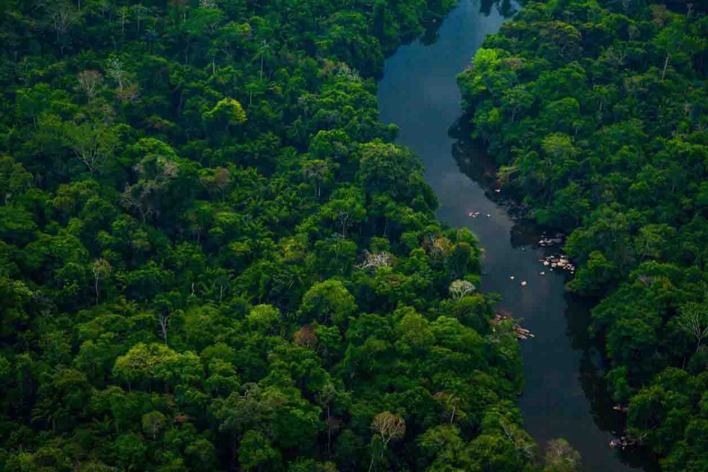 “Somos capazes de transformar a Amazônia no maior celeiro global de alimentos sem derrubar uma única árvore, basta apenas transferir para a sociedade aquilo que já sabemos”( Frase é do professor Alysson Paolinelli). Foto: iStock / divulgação.