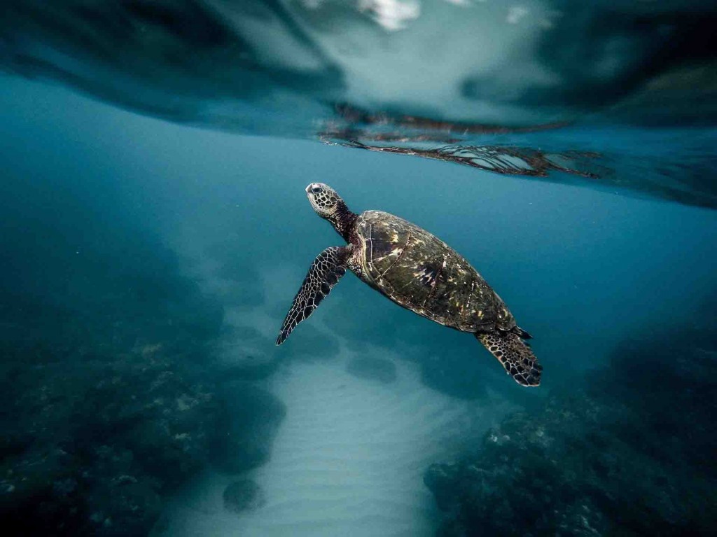 Iniciativa da Bahia está entre as 19 propostas de destaque do Camp Oceano, programa nacional da Fundação Grupo Boticário em parceria com a Fundação Araucária. Foto: Pixabay/divulgação.