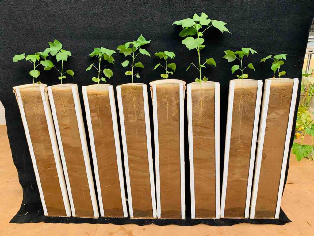 Promoção de crescimento de plantas por Bacillus. Cepas de Bacillus foram avaliados eficientes para o controle do complexo Fusarium-nematoides em algodoeiro. Foto: Marina Guimarães Pacífico / divulgação