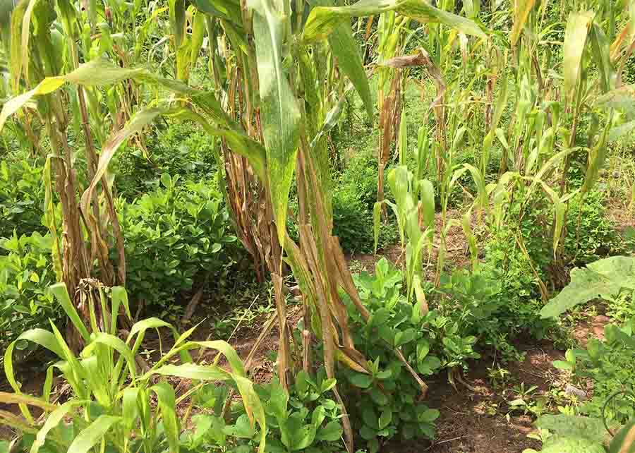 Incremento de 70% na produção, revitalização de nascentes e solos desertificados estão entre os resultados alcançados com tecnologias de baixo custo. Foto: divulgação
