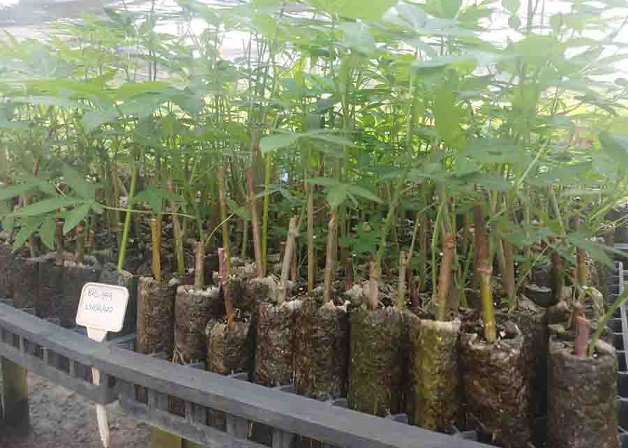 Inovação permite que estacas de apenas 5 gramas e do tamanho de um lápis substituam hastes de 50 gramas e mais de 20 cm no plantio da mandioca. Foto: Jeilly Vivianne
