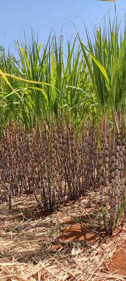 211214_CanasFlexCrispr_cana-de-açucar