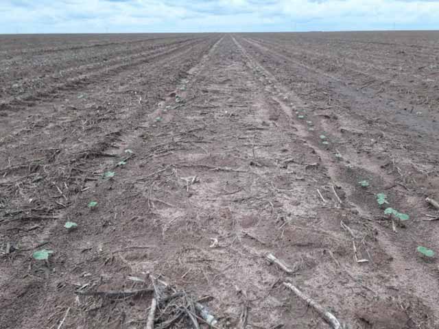 A produção estimada pela Abapa é de 563 toneladas de algodão beneficiado (pluma), com produtividade esperada de 1.937 quilos por hectare. Foto; Abapa / reprodução.