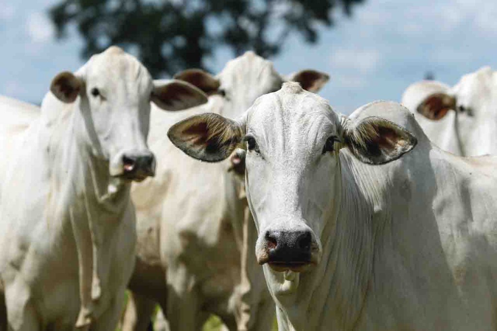 A expectativa é de que o leilão deste ano seja o melhor já promovido pela Embrapa Cerrados, considerando a qualidade do material genético Nelore BRGN. Foto: Kiko Catellid / ivulgação.