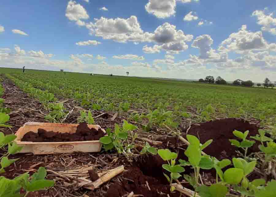 O método permite diagnosticar a qualidade do manejo e a fertilidade do solo para identificar fatores limitantes da produtividade, a estabilidade de produção e a lucratividade. Foto: Esmael Lopes dos Santos.