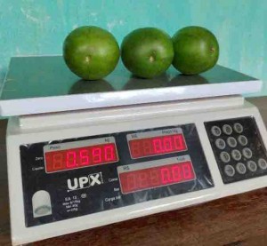 Um fruto normal pesa de 20 a 30gs, enquanto uma unidade da variedade gigante pode chegar a 200gs.