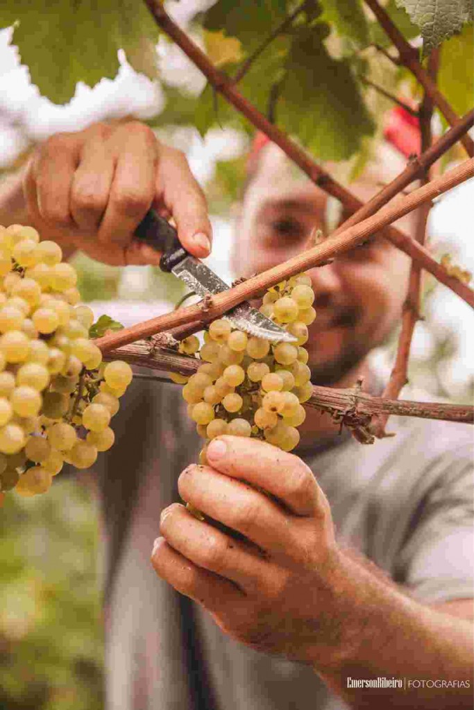 Chardonnay