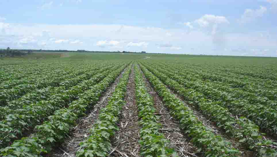 Adubação verde, compostagem, biofertilizantes, adubação com bokashi, além do plantio direto e cultivo mínimo são alguns dos pontos abordados na publicação. Foto: Embrapa / reprodução
