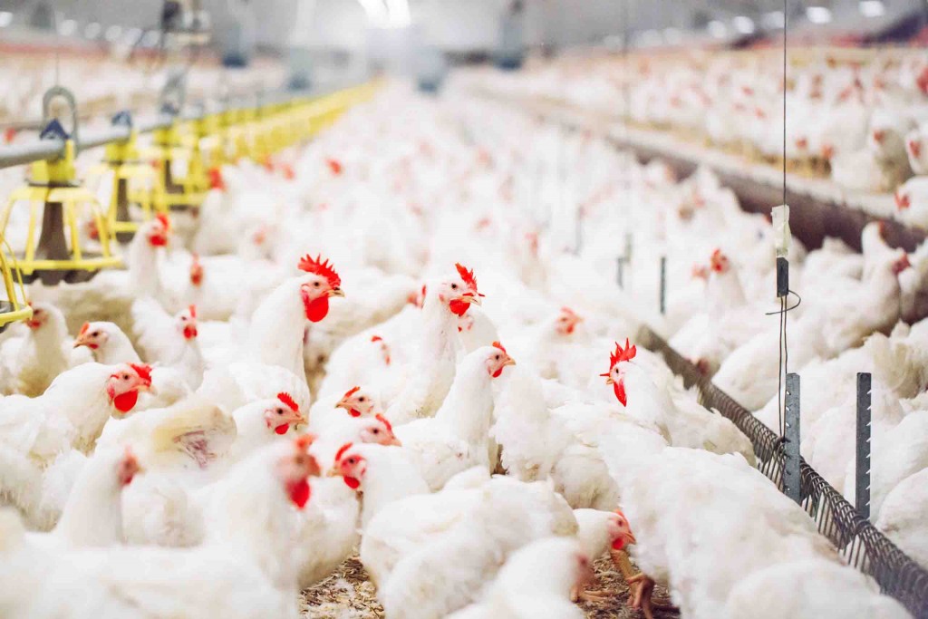 Em galinhas poedeiras, por exemplo, a alcalose respiratória desencadeia um desequilíbrio eletrolítico e redução da ingestão de alimentos, o que pode afetar a produção de ovos. Fotos Adobe Stock - CRMV-SP.