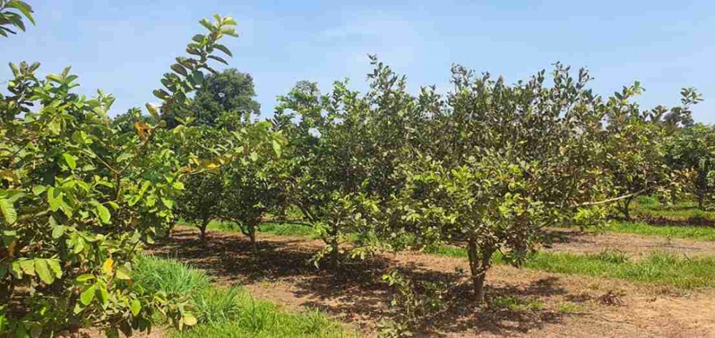 Nas áreas das escovas foi aplicado óleo mineral (75,6% m/v) na concentração do produto de 1,5 ml para 1 L de água. O controle da praga se deu após duas aplicações com intervalos de 15 dias. Foto: Maria Tupinamba