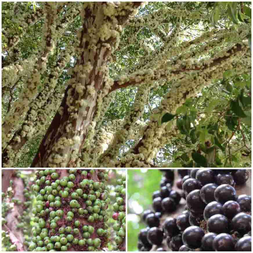 Aproveitamento Jabuticaba / Divulgação