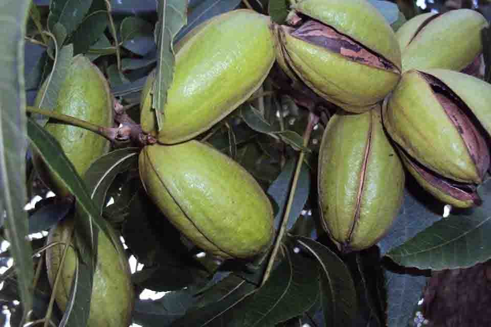 Uma das maiores produtoras e beneficiadoras de noz-pecã do Brasil, a Divinut, leva amostras da pecãnicultura para dentro da Expodireto Cotrijal 2022, que acontece de 7 a 11 de março em Não-Me-Toque (RS). Foto: AgroUrbano / divulgação.