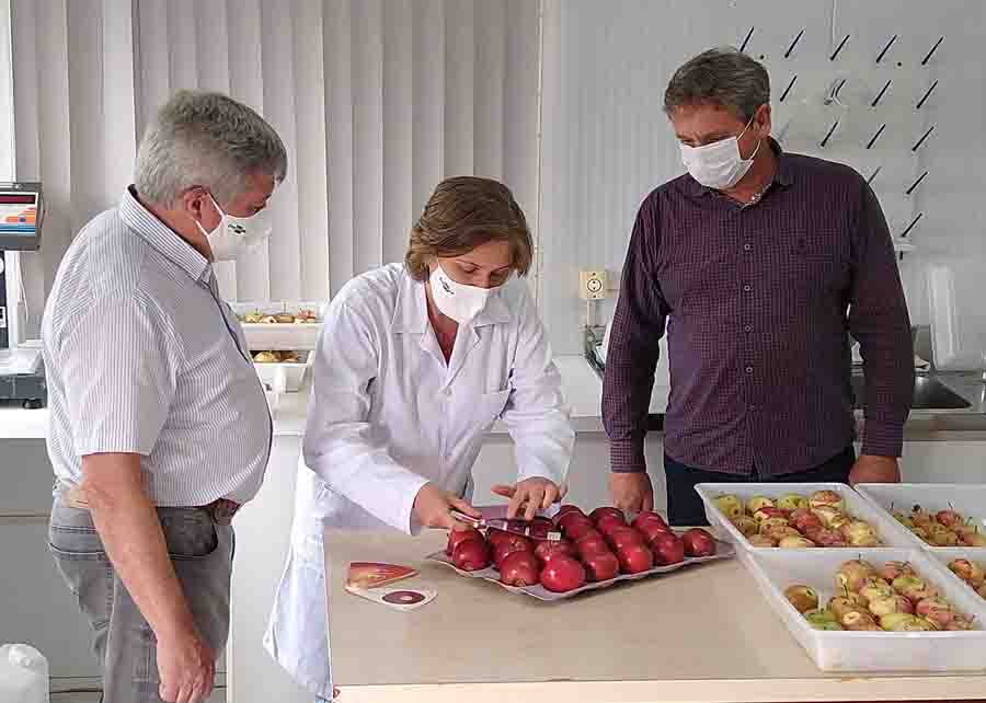 Após os testes de mercado, a cultivar Purple Gala será lançada e ofertada aos produtores. Previsão é que a produção em larga escala comece na safra 2023/2024. Foto: Viviane Zanella