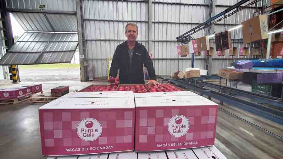 Produtor Fernando Soldatelli acompanha o envio dos frutos para a validação no mercado - Foto: Fábio Ribeiro / divulgação Embrapa Uva e Vinho. Foto: Viviane Zanella