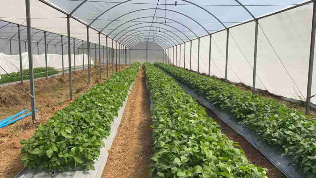 Técnica inovadora usa comunidade microbiana para aumentar rendimento de culturas como soja, batata e milho. Foto: Andre May / divulgação