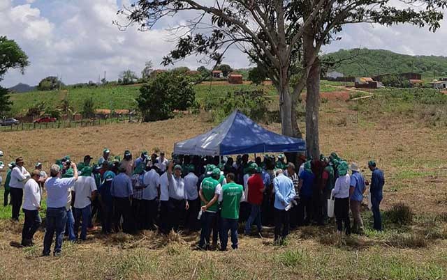 Plantio de algodão em sistema ILPF é alternativa para convivência com a escassez de água. Foto/ vídeo: Embrapa