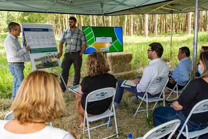 Fazenda Santa Brígida (GO), exemplo de transformação do modelo de produção com a implantação do ILPF, é hoje referência para todo o Brasil, registrando lucro de US$ 1.400 por ano por hectare e gerando 28 empregos. Fotos: Alexandre Veloso.