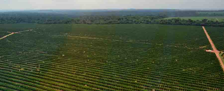 Estudo inédito estimará os estoques de carbono em mais de 600.000 hectares de pomares de citros e vegetação nativa dentro de fazendas brasileiras. Foto: Felipe Rosa