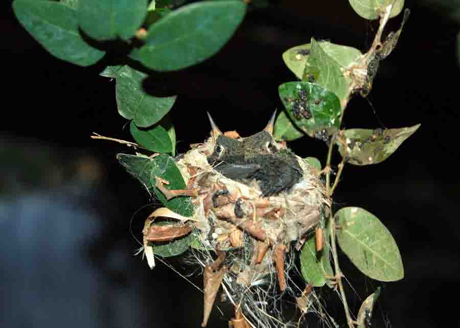 A biodiversidade é um indicador de qualidade ambiental, ser indicador para a produção agrícola. As aves, por exemplo, controlam as populações de insetos. - Foto José Roberto Miranda