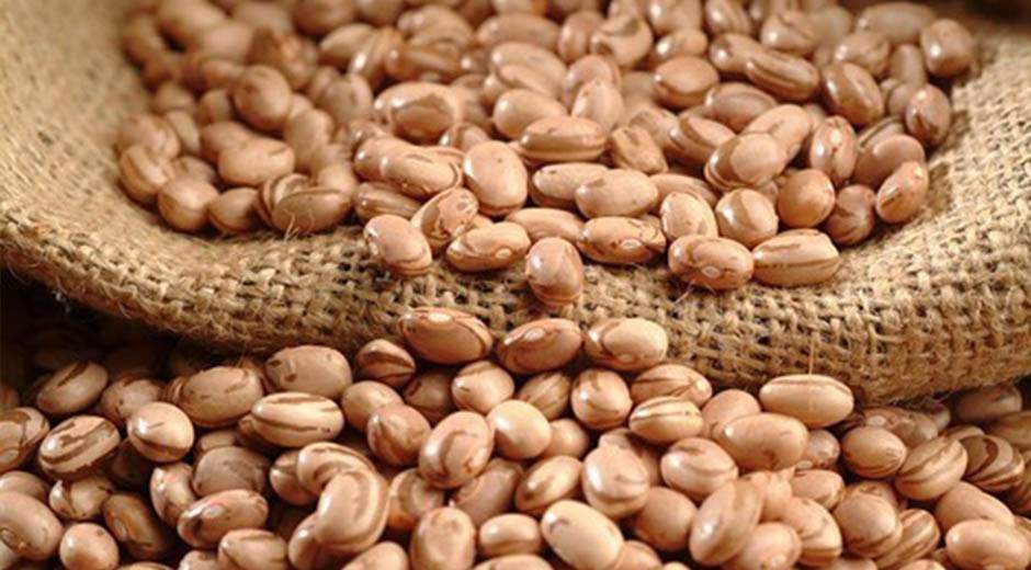 É uma ocasião onde há uma grande interação entre os integrantes da cadeia produtiva e que serão apresentados a cultivares que podem substituir o trigo e o feijão, em alternância com o milho e a soja. Foto: Embrapa