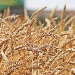 Um dos fatores que estimulou os produtores paulistas em meio aos desafios de 2021 foi o preço do trigo, o que contribuiu para a rentabilidade dos negócios. Foto: Sindustrigo