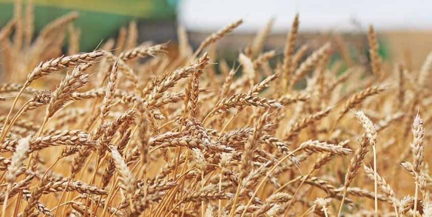Um dos fatores que estimulou os produtores paulistas em meio aos desafios de 2021 foi o preço do trigo, o que contribuiu para a rentabilidade dos negócios. Foto: Sindustrigo 