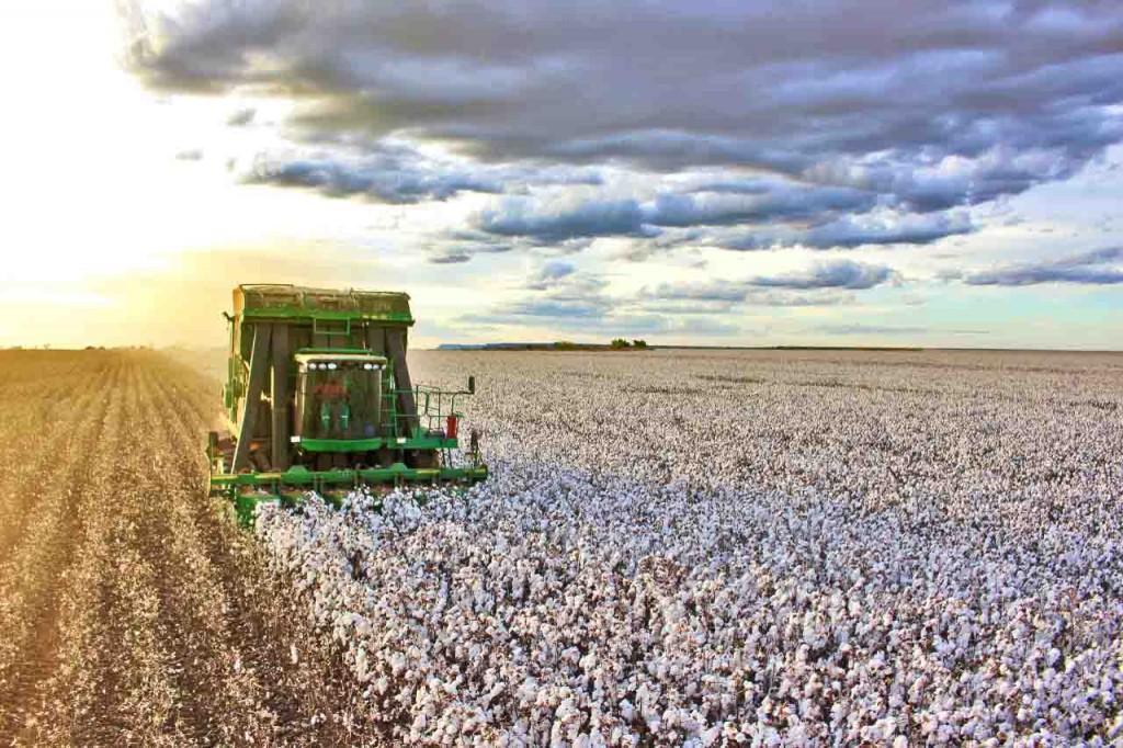 A produção estimada deve variar entre 280 e 300 arrobas de algodão por hectare e produção de 530 mil toneladas de pluma (algodão beneficiado). Foto: Abapa divulgação