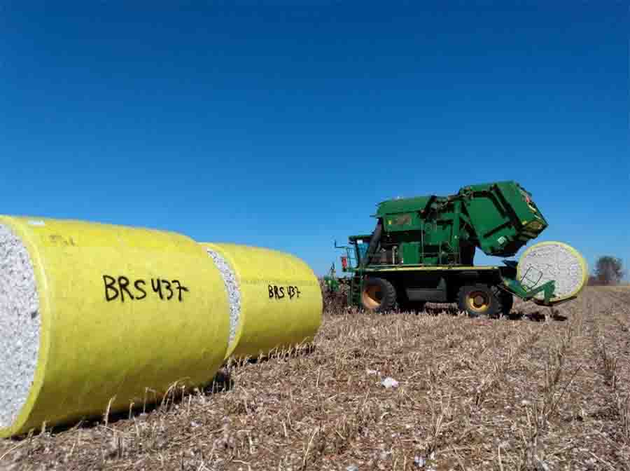 A BRS 437 B2RF é uma cultivar transgênica com resistência múltipla a doenças, com destaque para a mancha de ramulária, considerada a principal doença do algodoeiro no País. (Divulgação)