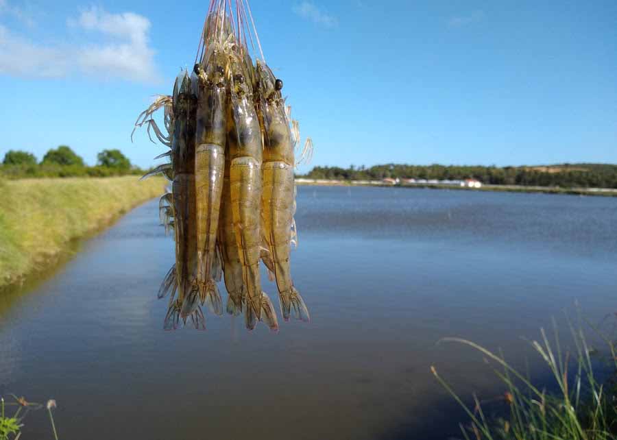 Pesquisa permite a criação do camarão branco, natural da água salgada, longe do litoral. Foto: ABCC