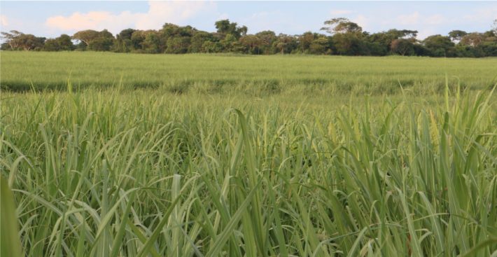 Desde o início do programa, mais de 250 mil hectares de áreas ciliares foram recuperados, com mais de 50 milhões de mudas de vegetação nativa plantadas. Foto: Socicana / relacionada