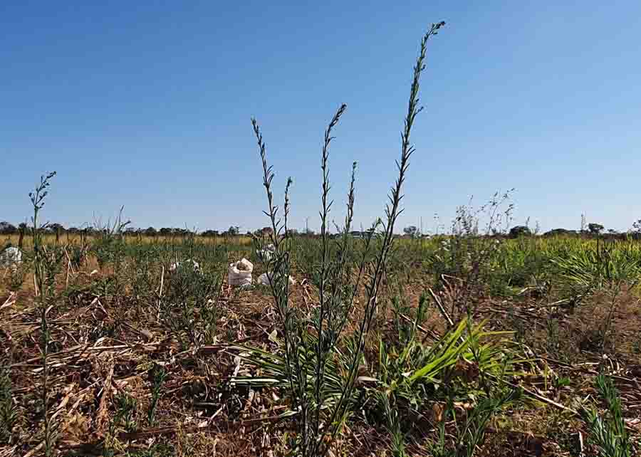 Na pesquisa, foram observadas a redução da infestação de plantas daninhas e da ocorrência de buva (Conyza sumatrensis), espécie que possui indivíduos resistentes ao herbicida glifosato. Foto: Robélio Marchão / divulgação.