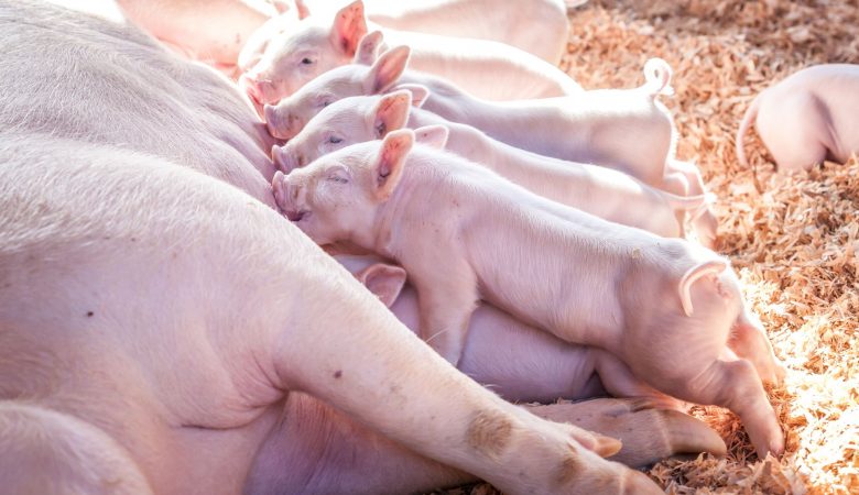 Contaminação ocorre, normalmente, por meio de uma alimentação composta com substâncias tóxicas, produzidas por algumas espécies de fungos presentes em grãos que são fundamentais. Foto: Nutrição e Saúde Animal / reprodução