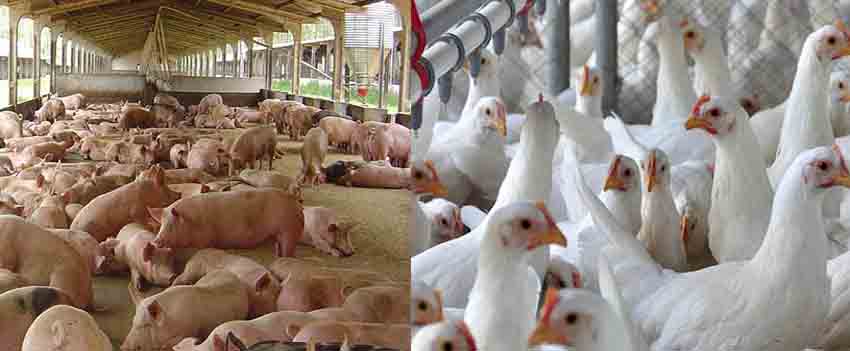 O custo total de produção por quilo de suíno vivo produzido em sistema tipo ciclo completo em Santa Catarina se manteve estável entre maio e junho, sendo de R$ 7,34. (Foto: Site Senar/SC)