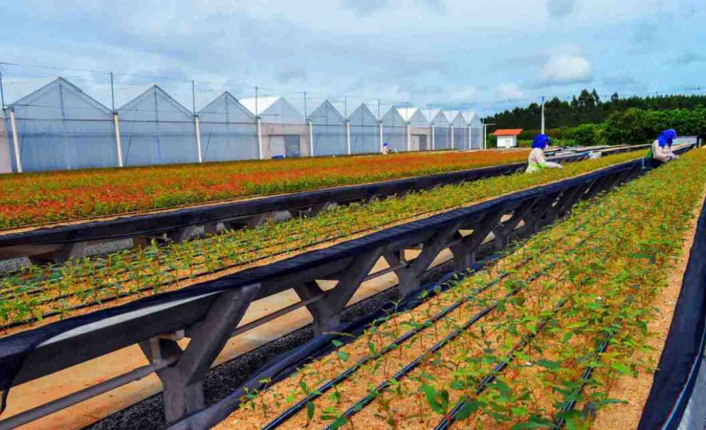Com o aporte, a produção no Viveiro Salgado, na cidade baiana de Inhambupe, será ampliada em 40%, gerando cerca de 30 novas vagas de emprego. Foto: Acervo Bracell