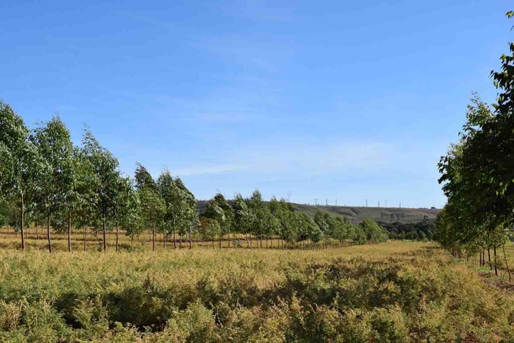 Área demonstrativa de ILPF com grão-de-bico implantado na Embrapa Hortaliças. Foto: Breno Lobato. Divulgação