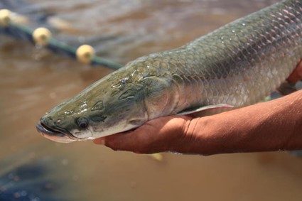 Volume financeiro foi de mais de U$ 14 milhões entre janeiro e junho de 2022, frente a U$ 7,18 milhões ano passado. Foto: divulgação.