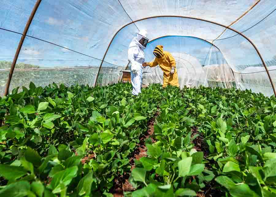 Experimentos realizados com abelhas no interior de uma parcela de soja engaiolada confirmam crescimento do rendimento de soja. Foto: A. Neto