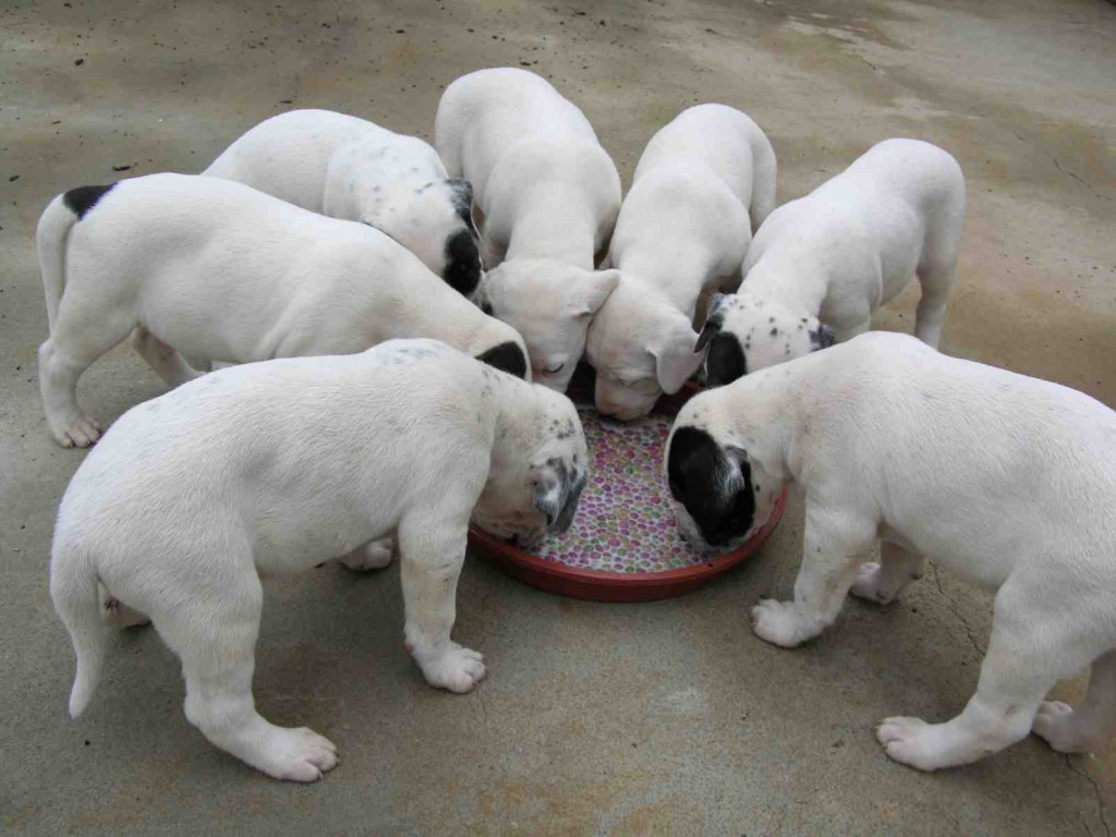Mapa determinou que fabricantes de alimentos e mastigáveis indiquem os lotes de propilenoglicol existentes em seus estoques e seus respectivos fabricantes e importadores. Foto: João Martins / Rev. Integração.