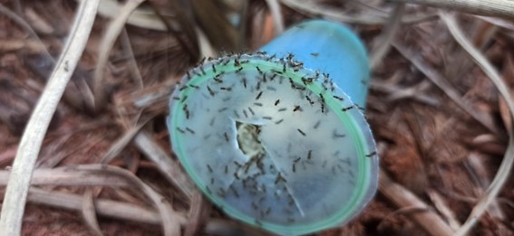 Agentes biológicos são distribuídos em copos biodegradáveis. Crédito: Divulgação Sardrones