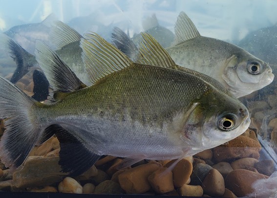 A diferenciação entre machos e fêmeas sempre foi um desafio para criadores das duas espécies. Foto: Divulgação / Ambrapa Pesca e Aquicultura.