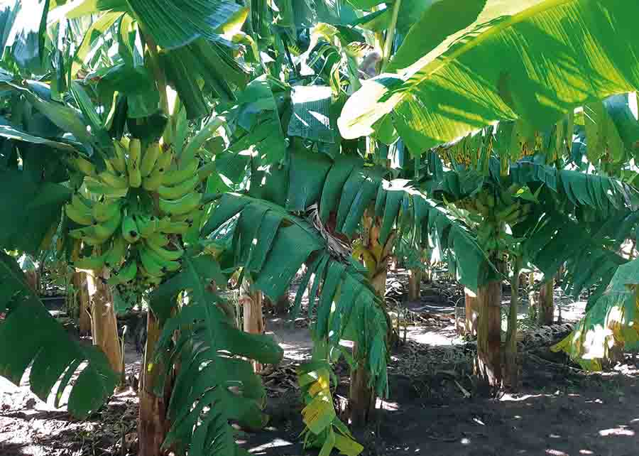 A variedade é resistente à sigatoka-amarela e à murcha de Fusarium. Foto: Humberto Marcílio