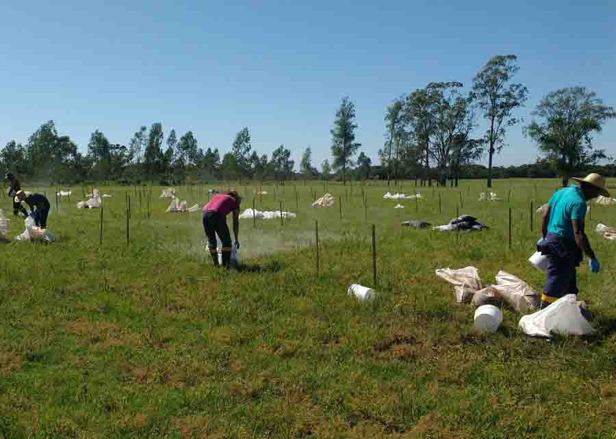 Quando utilizados na formulação de substratos, os lodos apresentaram benefícios como incremento de altura, de volume radicular e precocidade das plantas. Foto: Divulgação Embrapa