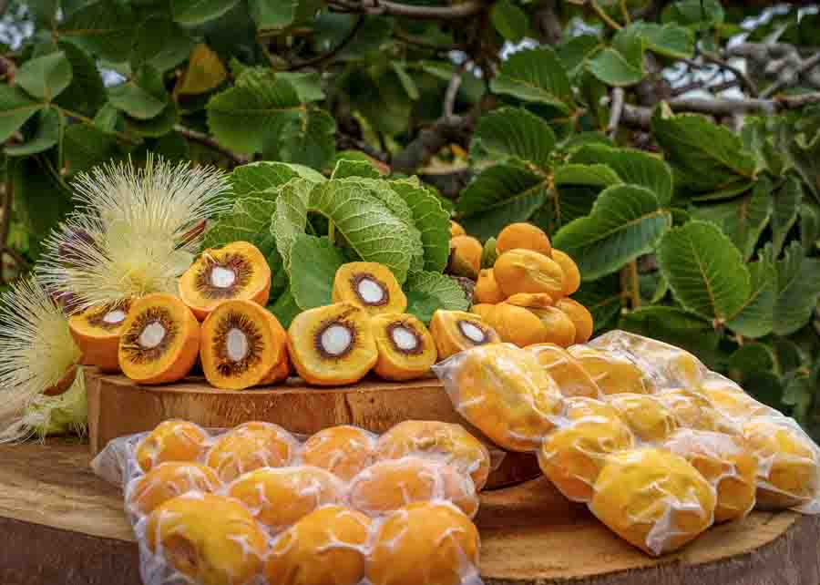 Produtores rurais podem plantar o pequizeiro em pomares comerciais, com garantia de uniformidade, qualidade, precocidade e produtividade. Foto: Fabiano Bastos