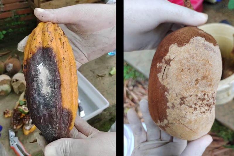 cacau-e-cupuacu A monilíase afeta plantas do gênero Theobroma, como o cacau e o cupuaçu (Foto Divulgação - Mapa